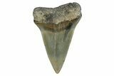 Fossil Broad-Toothed Mako Shark Tooth - North Carolina #272961-1
